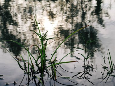 Reflection of trees and grass in the water. Reflection in the water.