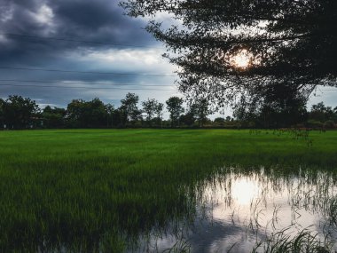Rice field with sunset sky and cloud background in countryside of Thailand.