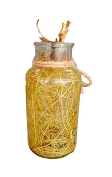 玻璃瓶里的根 — 图库照片