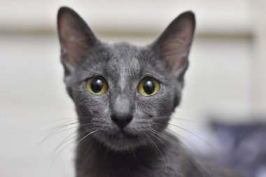 Sarı gözlü güzel bir kedinin portresi.