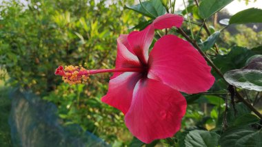 Turuncu erkekli pembe bir Hibiscus çiçeği.