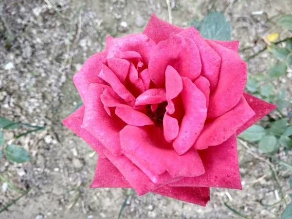 Рожева Троянда Зеленим Листям — стокове фото
