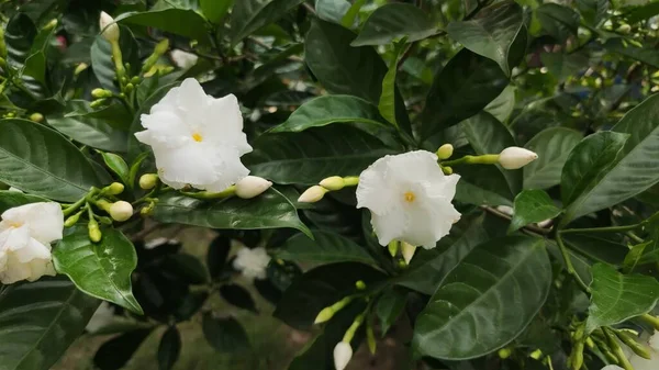 Flores Brancas Uma Árvore — Fotografia de Stock