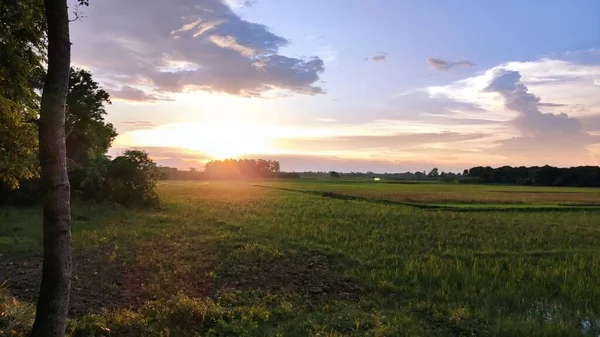 Ein Feld Aus Gras Und Bäumen Mit Der Untergehenden Sonne — Stockfoto