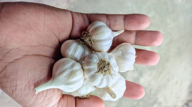 Bir elin avucunun içinde bir grup sarımsak tutuyor. Sarımsak ve sağlıklı beslenme kavramı