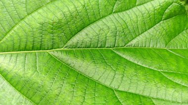 Bir yaprağın yakın çekimi