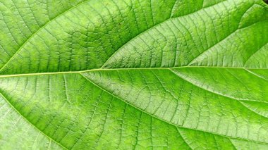 Bir yaprağın yakın çekimi