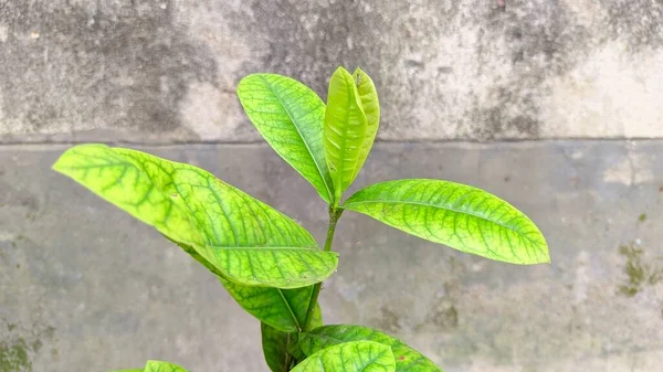 Eine Nahaufnahme Einer Pflanze Mit Blättern — Stockfoto