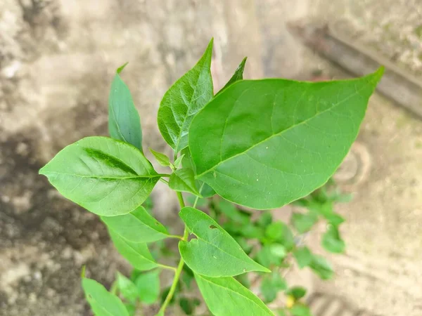 Eine Nahaufnahme Einer Pflanze Mit Blättern — Stockfoto