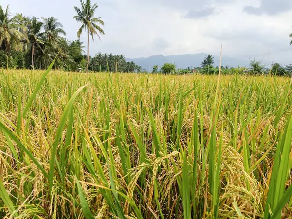Ein Blick Auf Bereits Abgeerntete Reisfelder Vorstadtkulisse — Stockfoto