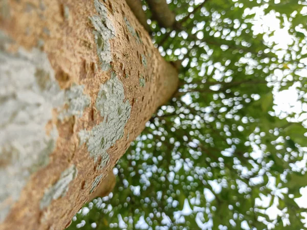 Naturlig Skönhet Höstträd Och Löv Höstkoncept — Stockfoto