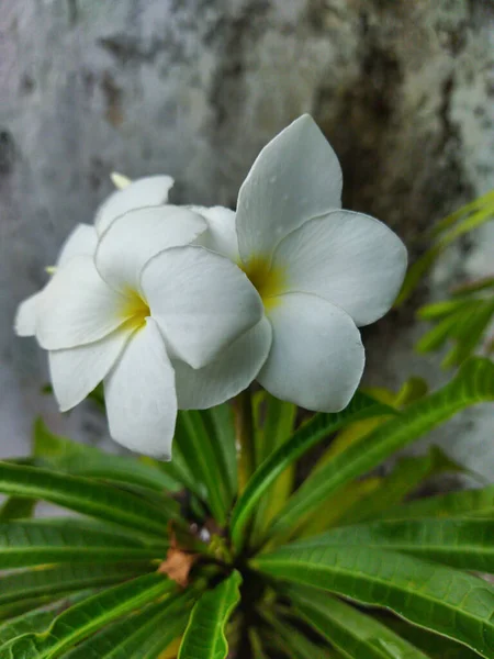 Bahçedeki Plumeria Pudica Kapatın Tropik Çiçek Kavramları — Stok fotoğraf