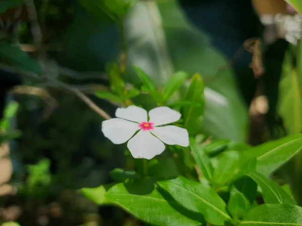 Weiße Jasminblüten Und Grüne Blätter — Stockfoto