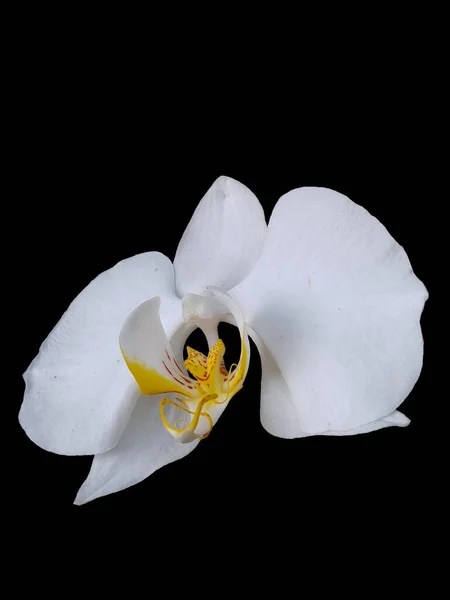 Orchidée Lunaire Est Blanche Avec Une Fleur Jaune Milieu Fond — Photo