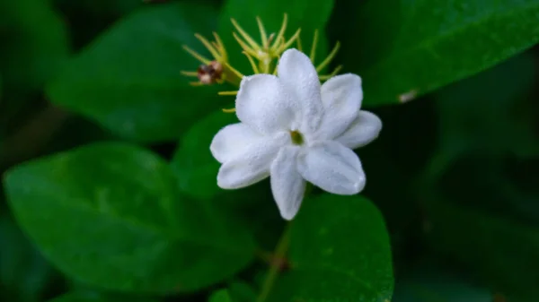 Beyaz Yasemin Çiçekleri Yeşil Yapraklar — Stok fotoğraf