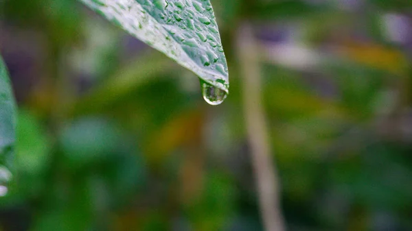 Morning Dew Tips Leaves Drip — Stock Photo, Image