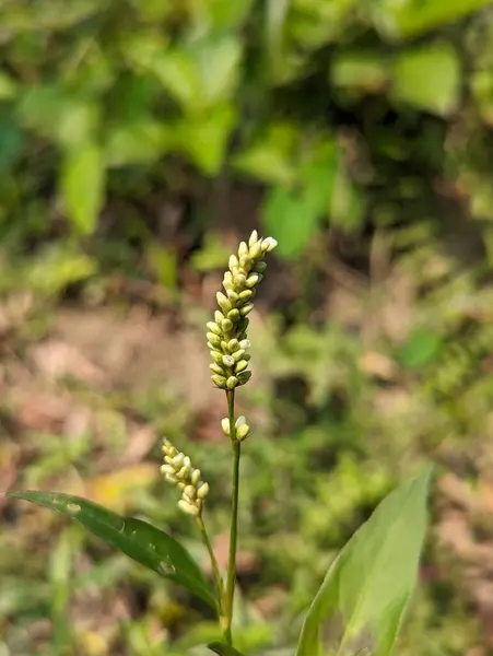 Knotweed bitkisinin beyaz çiçeklerin yer aldığı uzun bir gövde ile yakın plan görüntüsü, doğal ortamda çekildi. Yeşil yapraklar ve bulanık arkaplan fotoğrafa yumuşak ve doğal bir his veriyor..