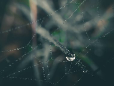 Narin bir örümcek ağı, bulanık, yemyeşil bir zemin üzerinde çiğ tanesiyle parıldar..