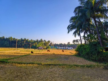 Pirinç tarlası, palmiye ağaçları ve otlayan ineklerin bulunduğu bir kırsal alan. Arka planda evler ve hindistan cevizi ağaçları.