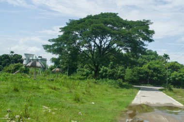 Büyüleyici bir doğa sahnesi. Canlı yeşil bitki örtüsüyle çevrili büyük, gür bir ağaç. Gökyüzü parçalı bulutlu, bu açık hava ortamı için güzel bir zemin oluşturuyor. Resim tasvir ediyor