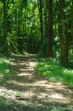 Canlı bir ormanın içinden huzurlu bir yol esiyor. Güneş ışığı ağaçların arasından süzülüyor, patikayı aydınlatıyor ve yemyeşil yapraklar. Huzurlu doğa manzarası. Güzellik, rahatlatıcı bir yolculuk için mükemmel..
