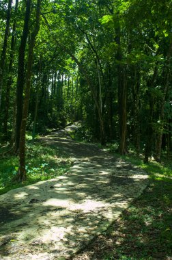 Yoğun bir ormanın içinde, güneş ışığıyla kararmış, güneşli bir yol esiyor. Verimli yeşil yapraklar bir tünel etkisi yaratır. Doğa ve sükunet barışçıl ve sürükleyici bir sahne için birleşir. Seyahat için ideal