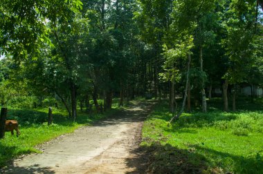 Uzun ağaçlar ve canlı yeşil yapraklarla çevrili yemyeşil bir ormanda güneşli bir toprak yol esiyor. Doğal ışık sahneyi aydınlatarak huzur dolu ve davetkar bir manzara yaratıyor. Güzel.