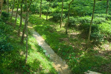 Ağaçlar ve yeşilliklerle dolu yemyeşil bir çevreden geçen güzel bir nehir manzarası. Görüntü, doğanın sükunetini ve huzurunu doğal bir ortamda yakalıyor..