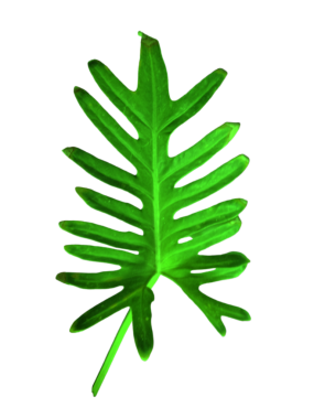 Manzara, çiçekler, ağaçlar, arka plan, kayalar, gökyüzü  