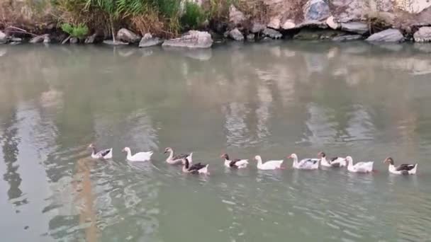 鸭子在水里 高质量的4K镜头 — 图库视频影像