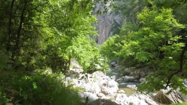 협곡에 나무들 사이를 날아다니는 그대로 터키의 경관입니다 아름다운 나라의 고품질 — 비디오