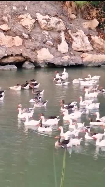 Patos Agua Alta Calidad Footage Vertical Fondo Vídeo — Vídeos de Stock