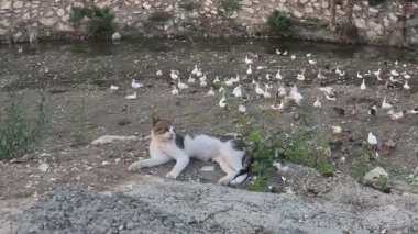 Sıcak bir günde pofuduk sokak kedisi yerde yatıyor, seçici bir odak noktası. Hayvanların günlük hayatı. Yüksek kaliteli görüntüler. Dikey video arkaplanı