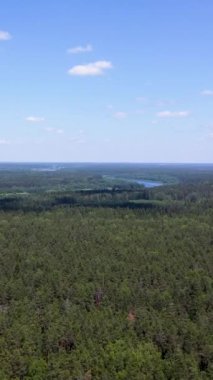 Flying over a pine forest, flying over treetops. High quality 4k footage