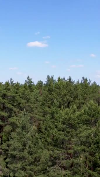 Drone Taking Pine Forest Flying Flying Pine Forest Flying Treetops — Vídeo de stock
