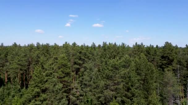 Drone Taking Pine Forest Flying Flying Pine Forest Flying Treetops — 图库视频影像