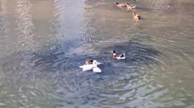 Video üç ördeğin bir ördeği nasıl yendiğini gösteriyor. Yüksek kalite 4k görüntü