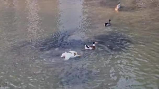 Vídeo Mostra Como Três Patos Bateram Pato Imagens Alta Qualidade — Vídeo de Stock