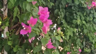 Bougainvillea moving by wind in the park. High quality 4k footage