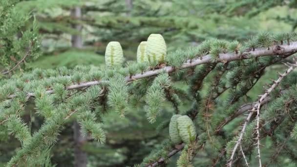 Młode Zielone Szyszki Modrzewia Gałęzi Drzewa Zielone Letnie Igły Wysokiej — Wideo stockowe