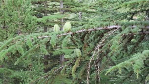 Cones Lariço Verdes Jovens Ramo Árvore Agulhas Verão Verdes Imagens — Vídeo de Stock