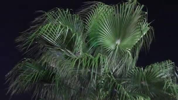 Nahaufnahme Von Tropischen Grünen Blättern Vor Schwarzem Nachthimmel Palmenblätter Wiegen — Stockvideo