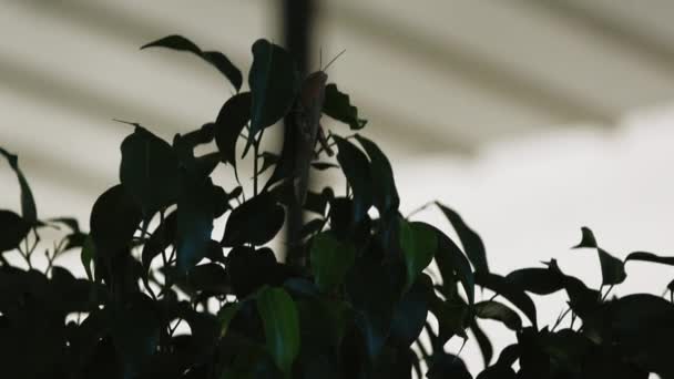 蚱蜢栖息在绿色背景的小植物茎上的蚱蜢 由红色蚂蚁伴生 有选择的焦点 高质量的4K镜头 — 图库视频影像