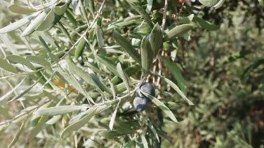 Ağaç dalında Akdeniz organik zeytinleri. Yüksek kaliteli video 4k.