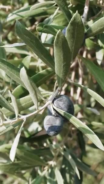 Olives Biologiques Méditerranéennes Sur Branche Arbre Vidéo Haute Qualité — Video