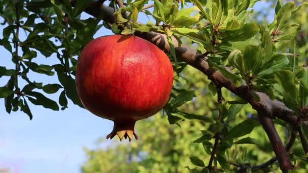 Wild Pomegranate Tree Home Garden Pomegranate Tree Sunshine Day High — Stock Video