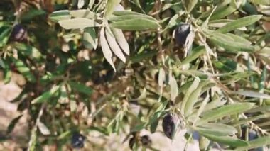 Ağaç dalında Akdeniz organik zeytinleri. Yüksek kaliteli video 4k.