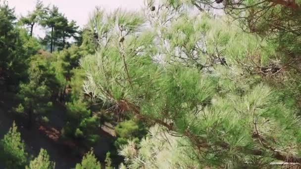 Молодая Зеленая Лиственница Конусы Ветке Дерева Зеленые Летние Иглы Высококачественные — стоковое видео