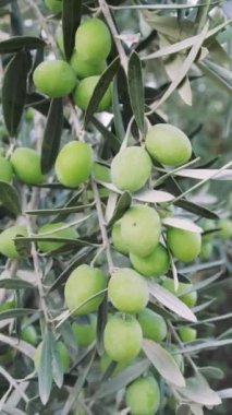 Ağaç dalında Akdeniz organik zeytinleri. Yüksek kaliteli video 4k.