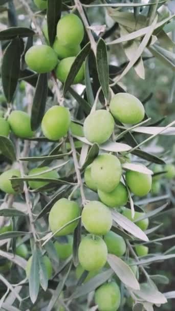Středomořské Organické Olivy Větvi Stromu Vysoce Kvalitní Video — Stock video